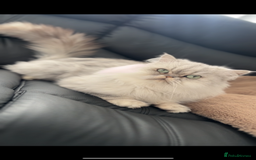 Persian cats for sale: Persian Male Cat - Advert 1