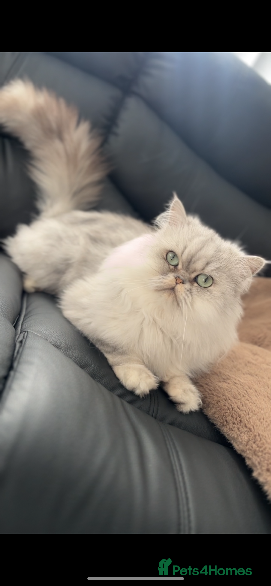 Persian cats for sale: Persian Male Cat - Advert 1