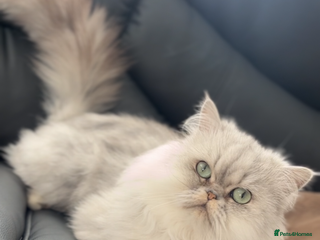 Persian cats Persian Male Cat - Advert 4