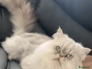 Persian cats Persian Male Cat - Advert 12