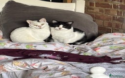 Arabian Mau cats for sale: Zayn & Rafa - Rescue Arabian Maus - Image 2