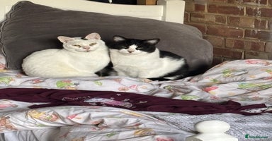 Arabian Mau cats - Advert 12