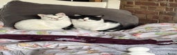 Arabian Mau cats for sale: Zayn & Rafa - Rescue Arabian Maus - Advert 3