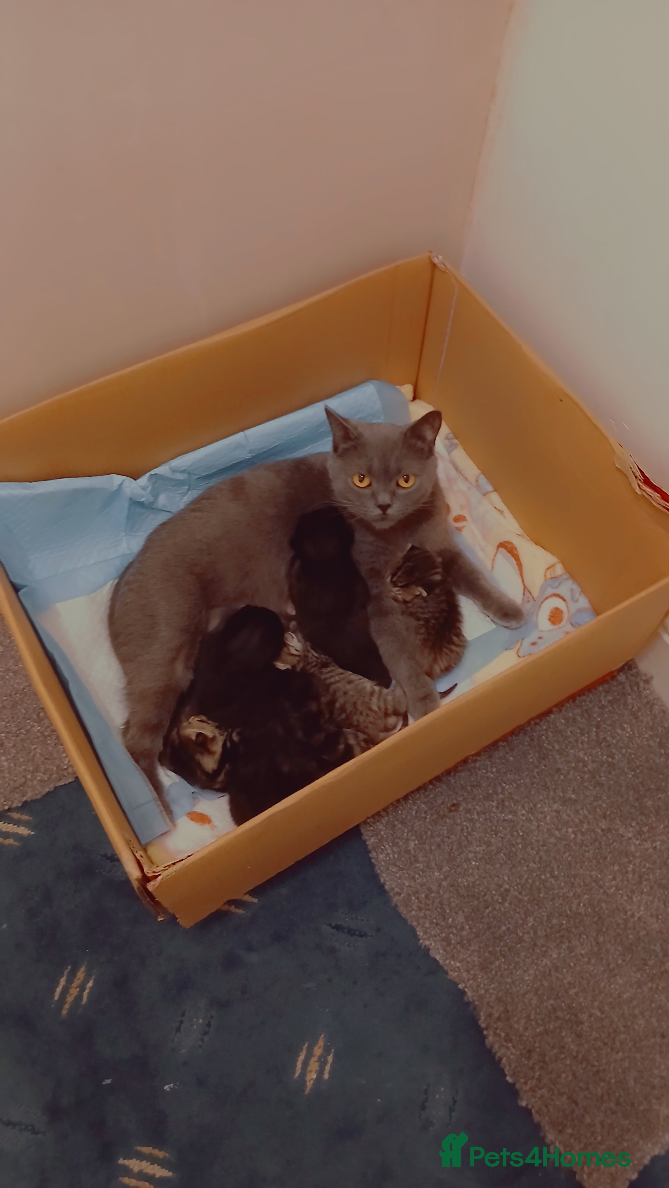 Mixed Breed cats Gorgeous tabbies/tortie from British shorthair mum - Advert 21