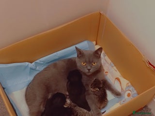 Mixed Breed cats Gorgeous tabbies/tortie from British shorthair mum - Advert 1