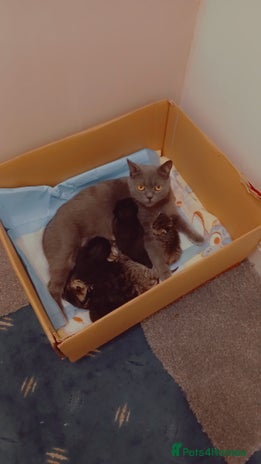 Mixed Breed cats Gorgeous tabbies/tortie from British shorthair mum - Advert 1