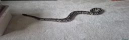Python Snake reptiles for sale: 2 ball pythons in Downham Market - Advert 3