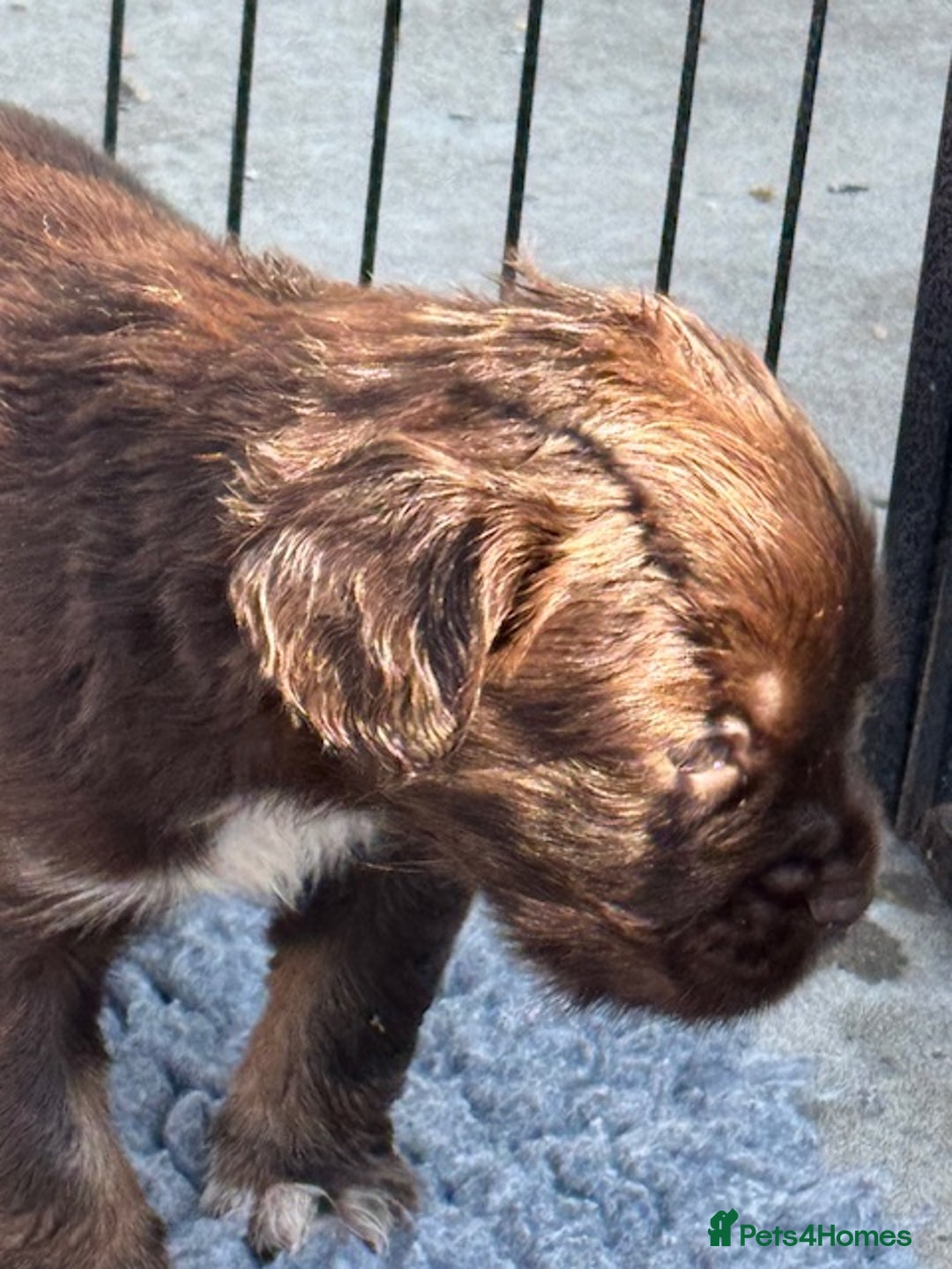 Mixed Breed dogs for sale: French Bulldog x Springer Spaniel pups ready 15Oct - Image 7