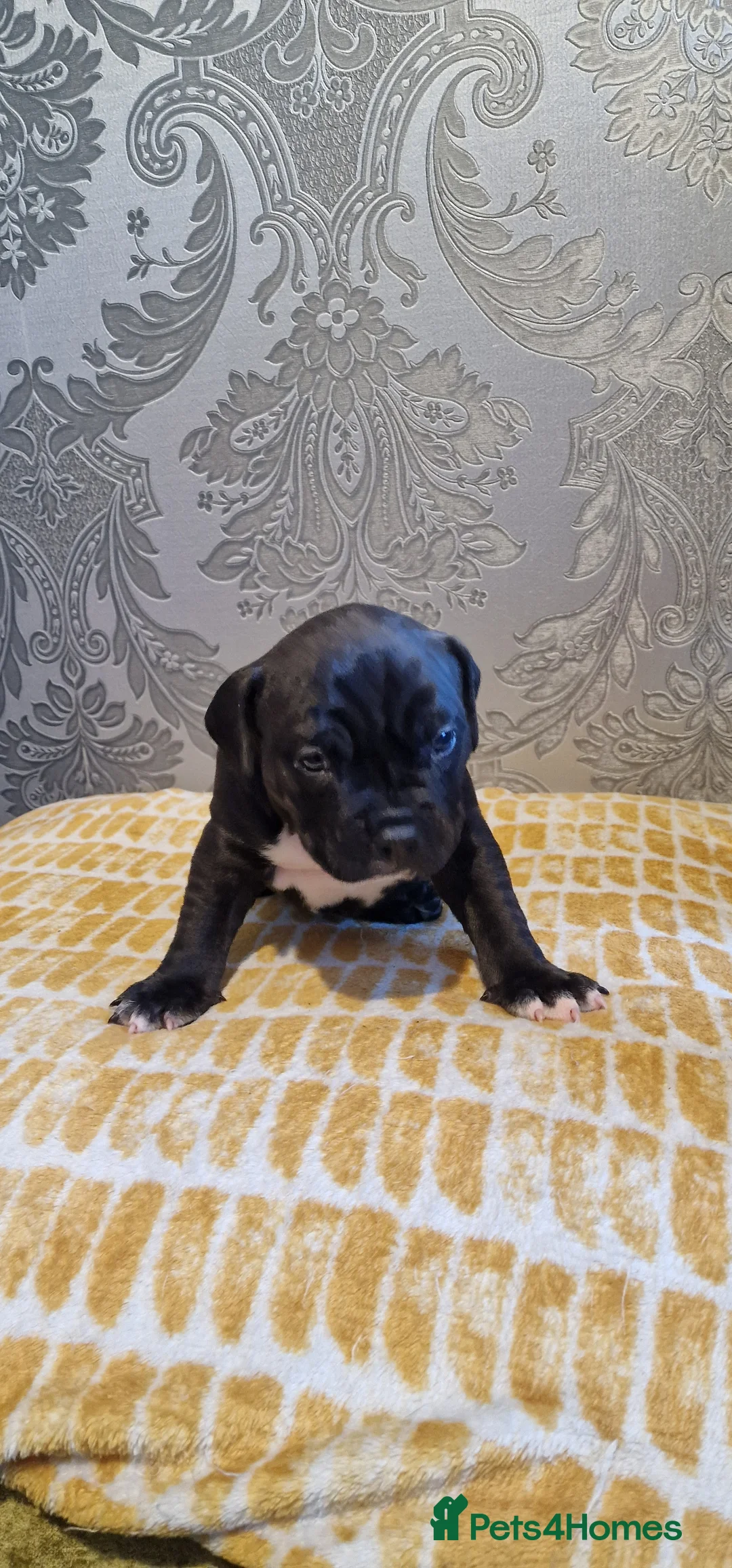 Staffordshire Bull Terrier dogs for sale: Staffordshire Bull terrier puppies  - Advert 2