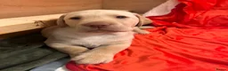 Labrador Retriever dogs for sale: Beautiful Labradors puppy’s looking for a new home in London - Advert 19
