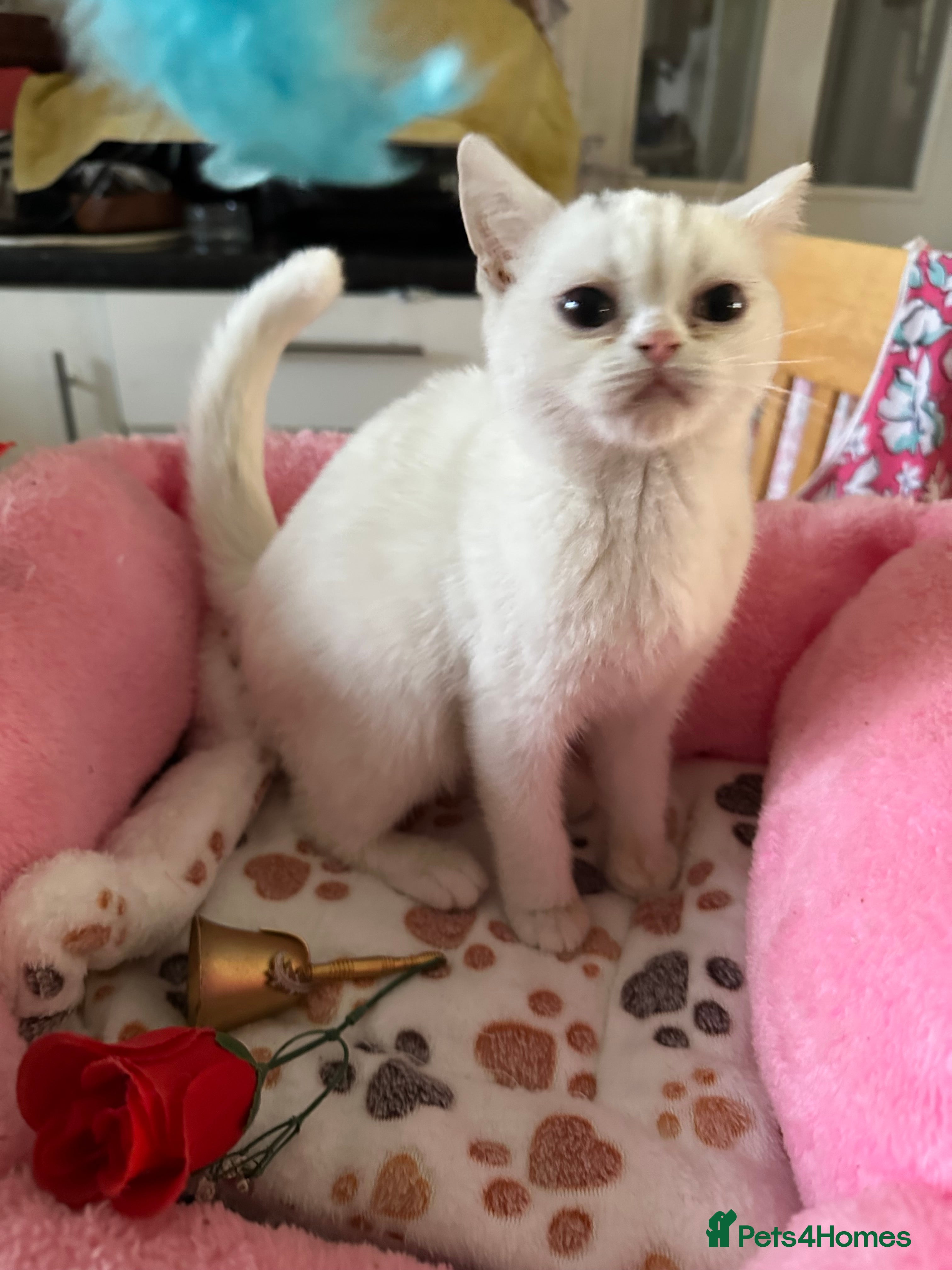 Brazilian Shorthair cats White British Shorthairs male and female - Advert 3