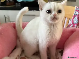 Brazilian Shorthair cats White British Shorthairs male and female - Advert 1