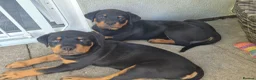 Rottweiler dogs for sale: Rottweiler girl looking for her sofa!!+  - Advert 5