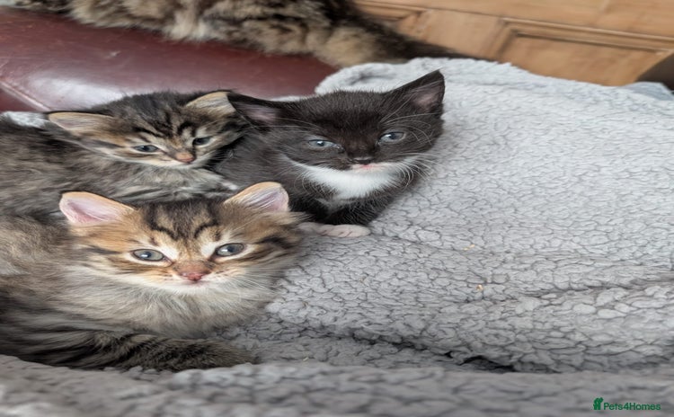 Mixed Breed cats - Advert 10