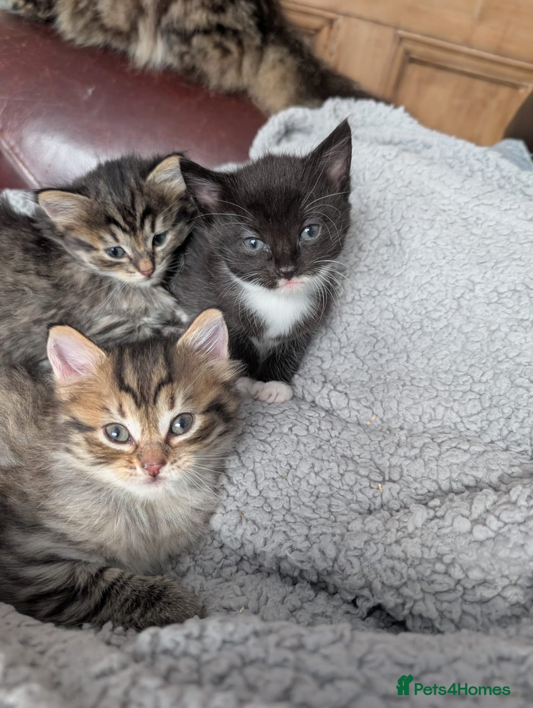 Mixed Breed cats for sale: Ragdoll Mix Kittens  - Image 1