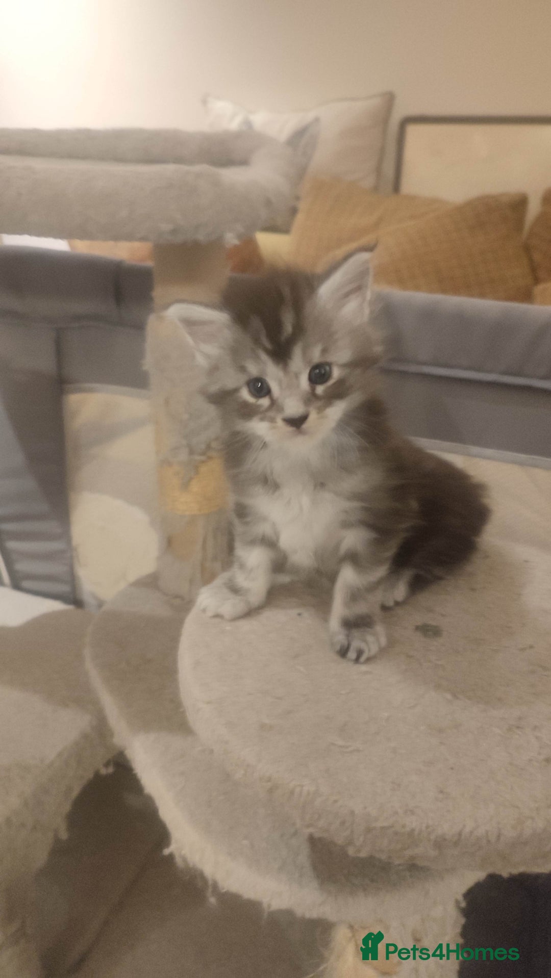 Maine Coon cats for sale: Tica Reg and fully health tested - Advert 15