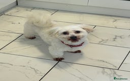 Maltese dogs for sale: Maltese For A Good Home - Advert 2