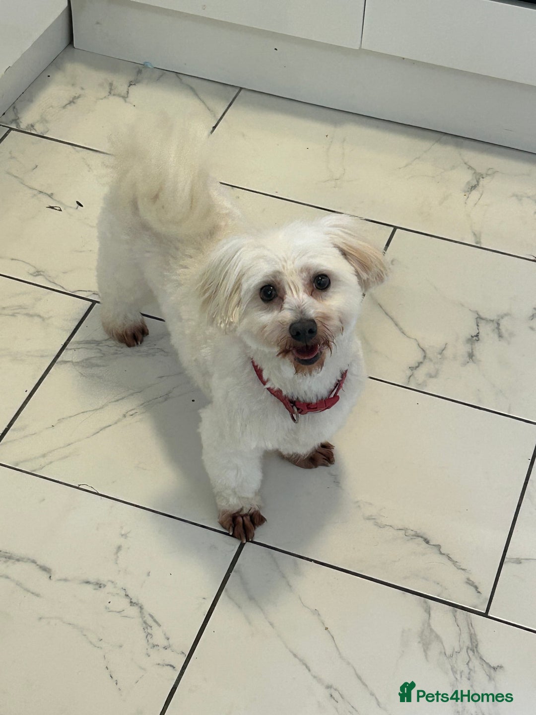 Maltese dogs for sale: Maltese For A Good Home - Advert 2