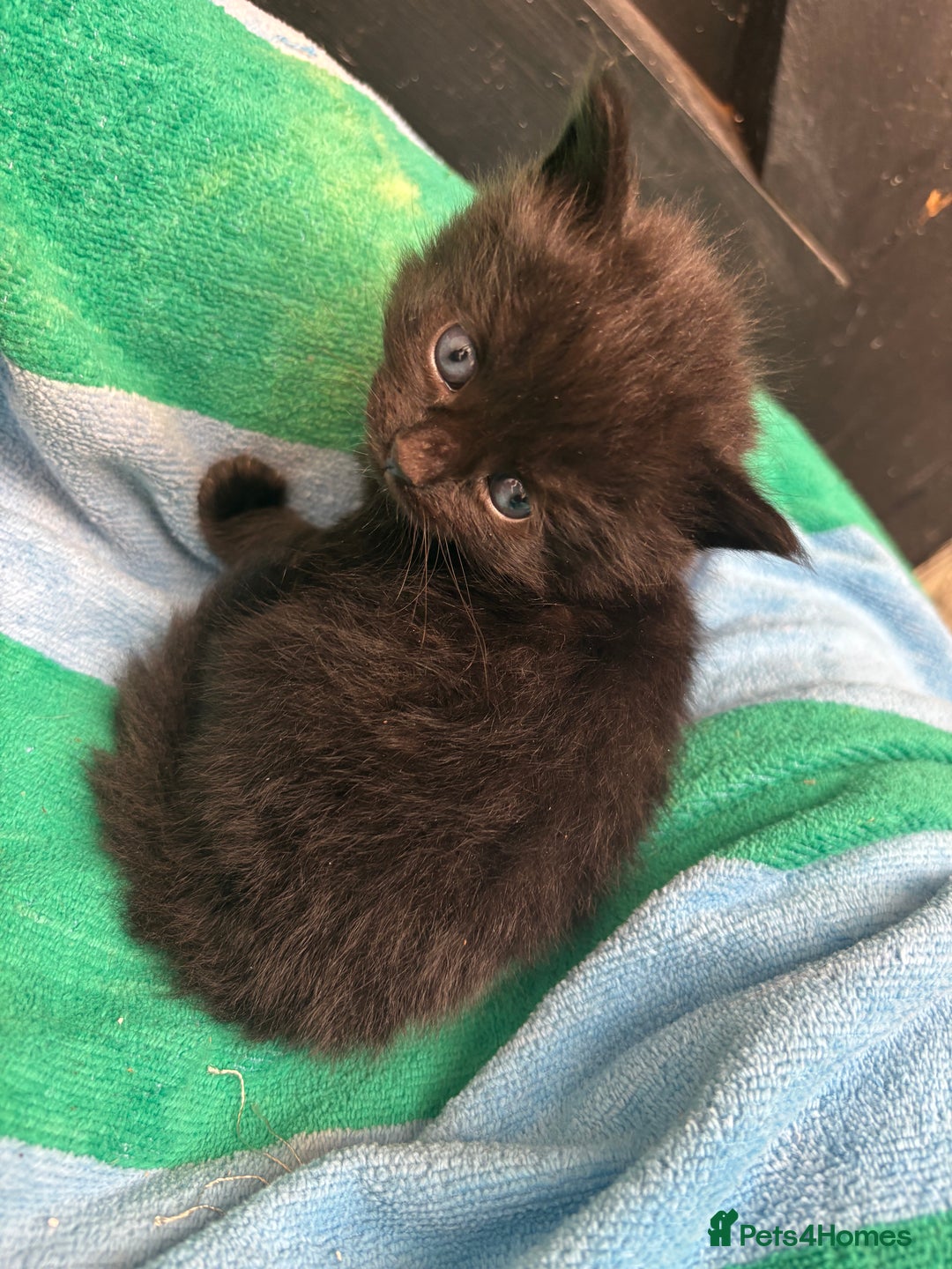 Mixed Breed cats for sale: Kittens  - Image 9