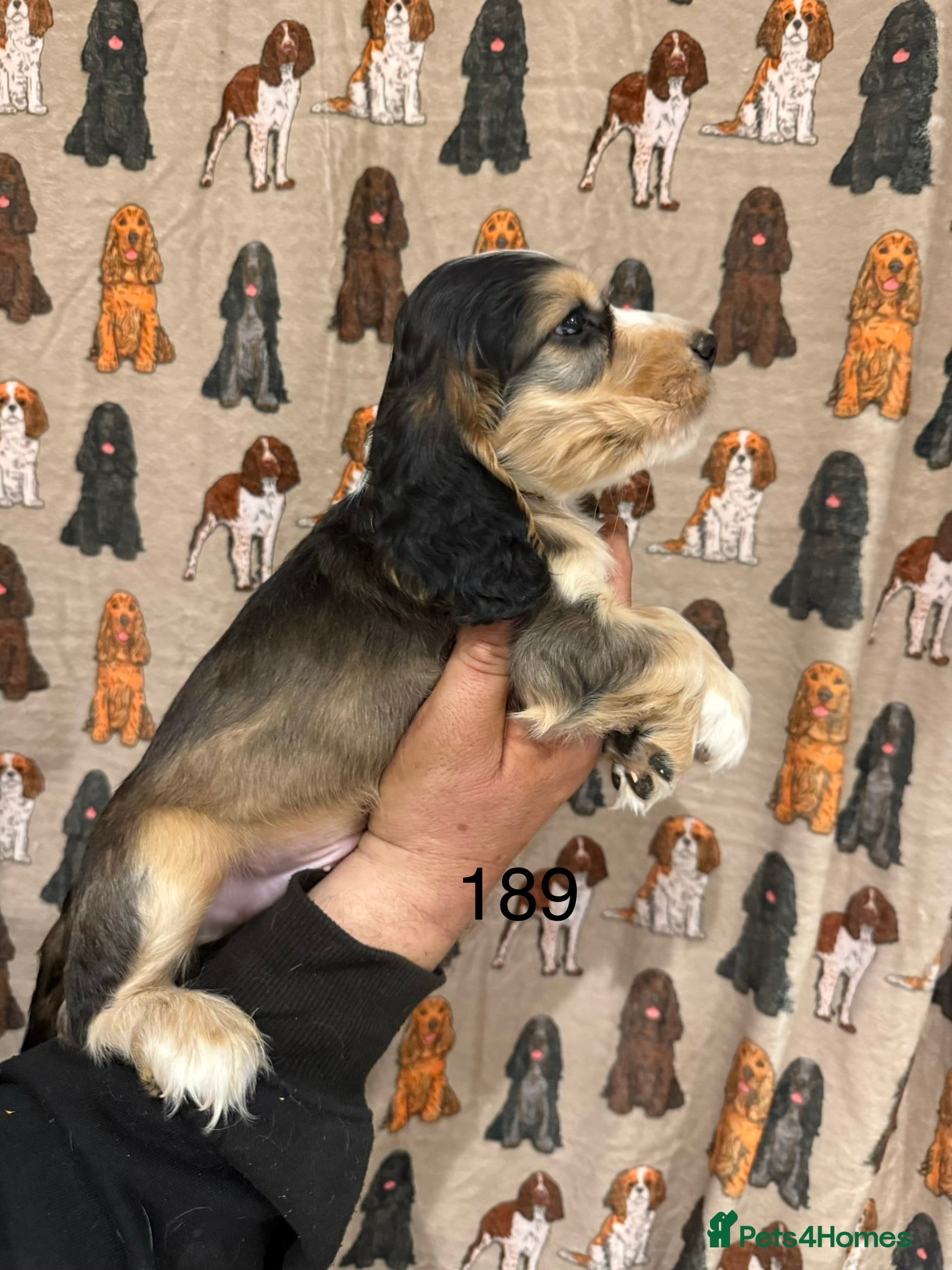Cocker Spaniel dogs for sale: Playful show type cocker spaniels  - Advert 2