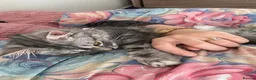 Maine Coon cats for sale: My lovely friend is here for sales  - Advert 3