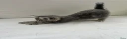 Maine Coon cats for sale: Mainecoon kittens grey smoke coats 1 LEFT  - Advert 7