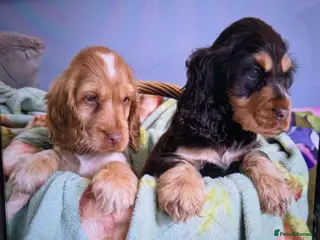 Cocker Spaniel dogs show cocker spaniel puppies health tested parents - Advert 13