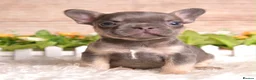 French Bulldog dogs for sale: Kc registered french bulldog puppies  - Advert 6