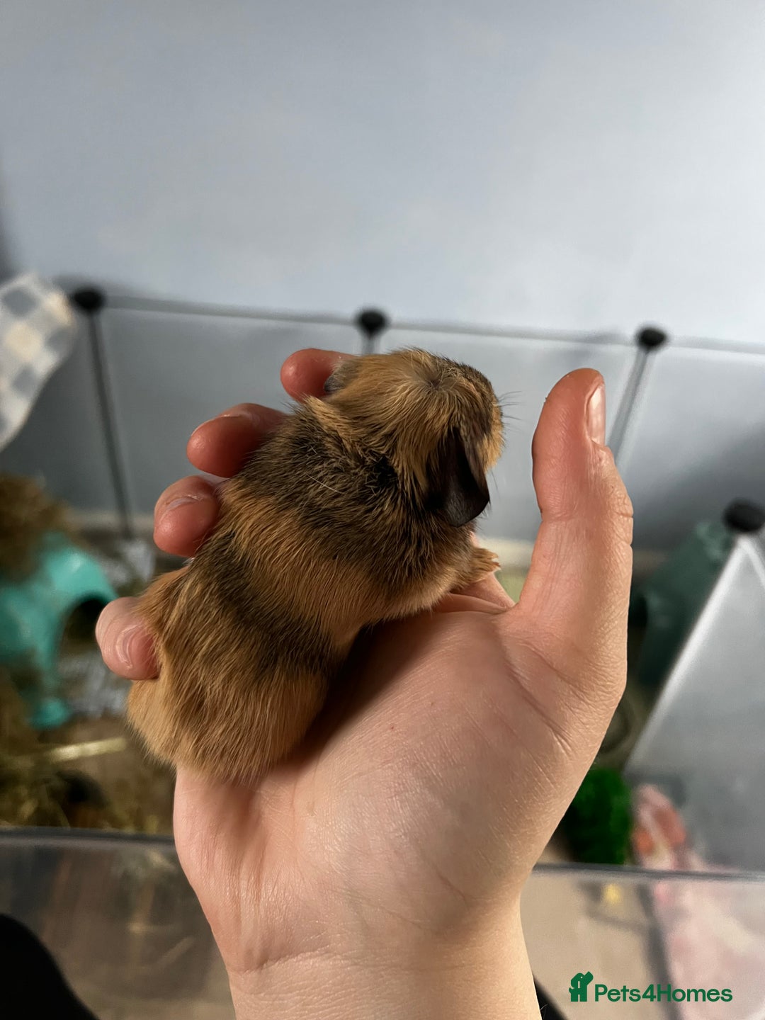 Guinea Pig rodents for sale: Male baby guinea pig - Advert 2