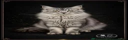 Maine Coon cats for sale: 🌿 THE HERITAGE COLLECTION 🌿 - Advert 13