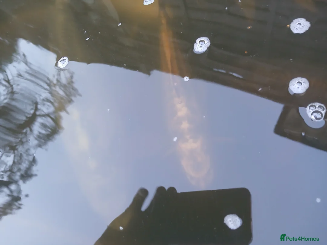 Pond Fish fish for sale: 12 Large Pond Fish - Advert 2