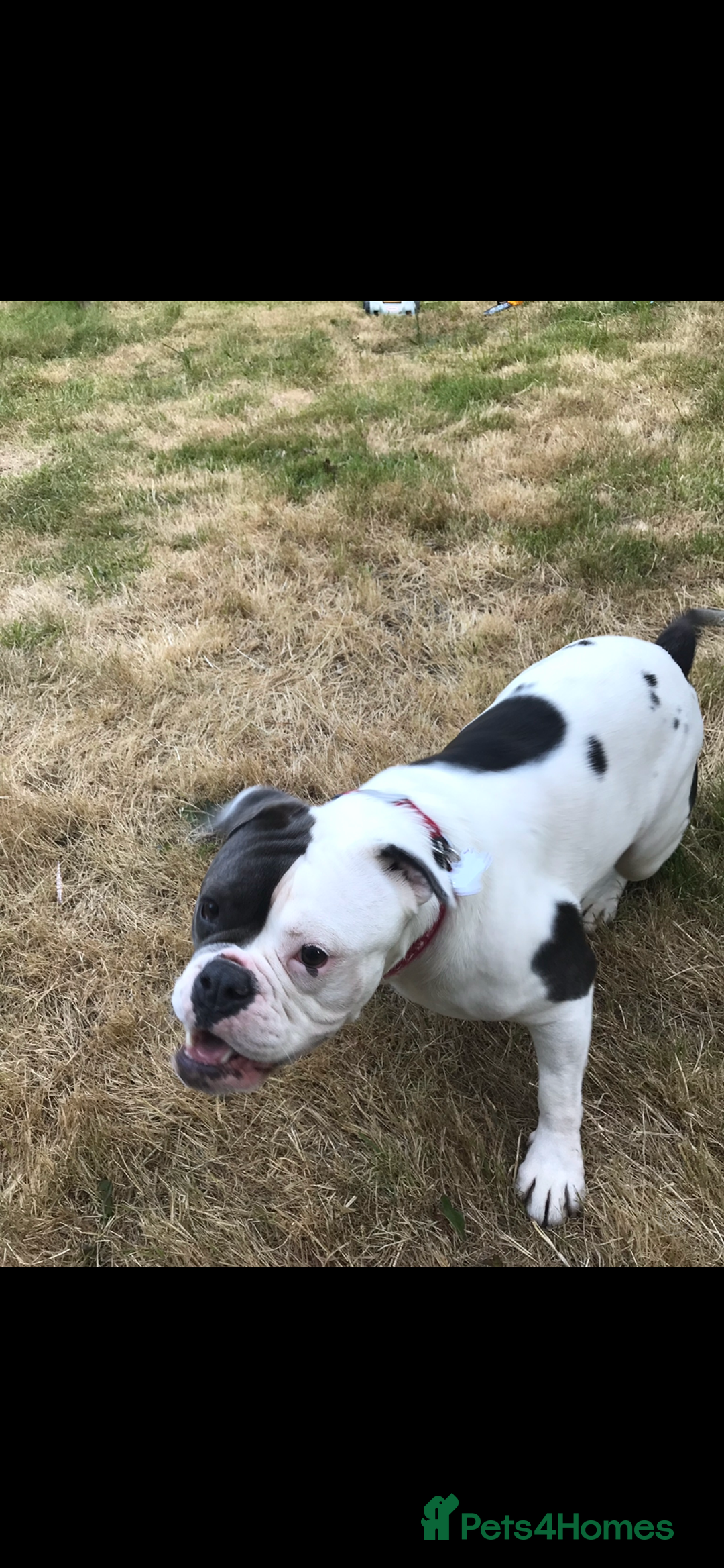 Dorset Olde Tyme Bulldogge dogs for sale: 9 year old female old tyme bulldog - Image 3