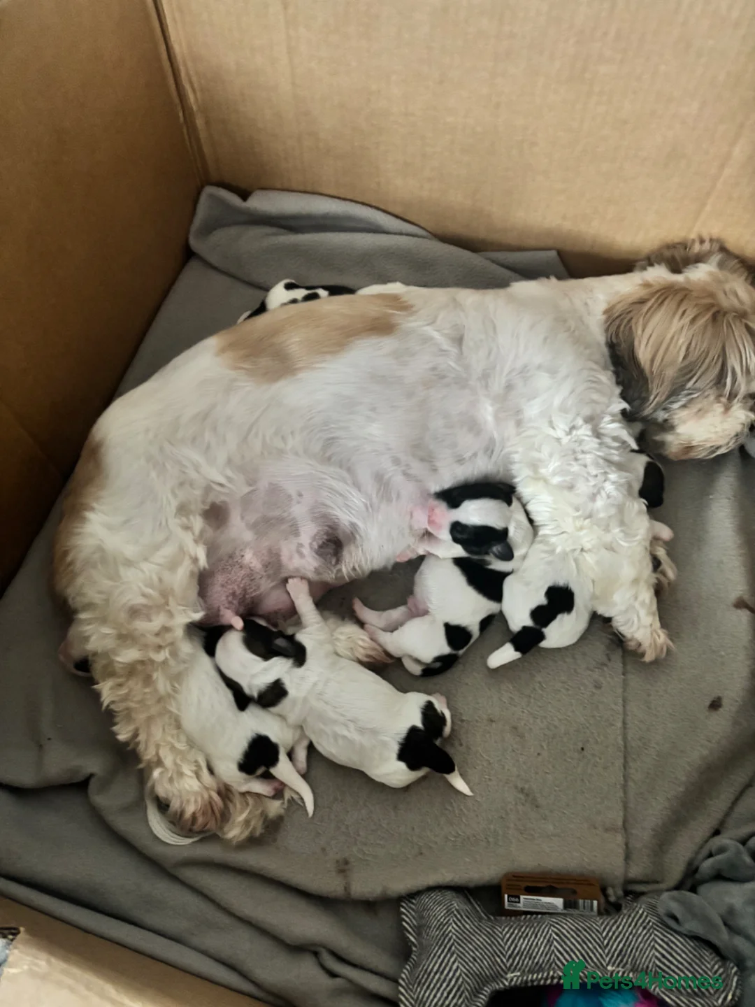 Zuchon dogs for sale: 2 gorgeous zuchon pups  - Advert 19