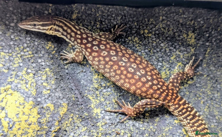 Monitor reptiles - Advert 2
