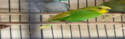 Budgerigars birds for sale: Budgies in Tipton - Advert 3