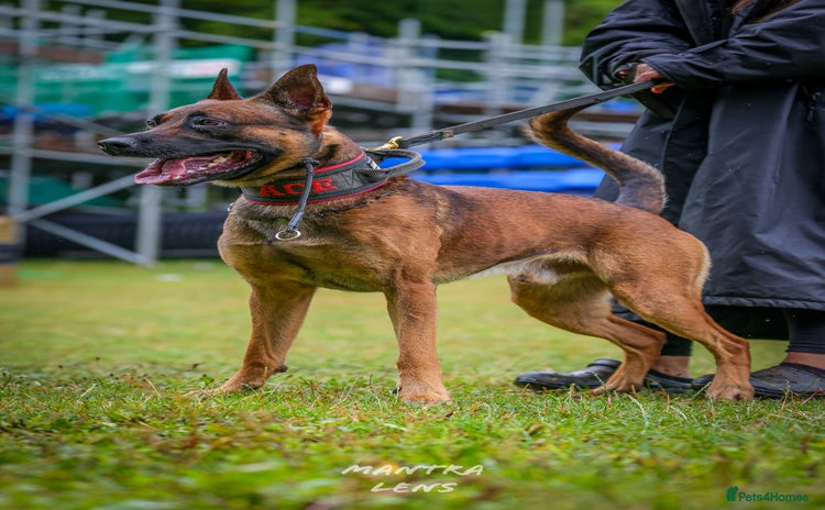 Belgian Shepherd Dog dogs for stud - Advert 2