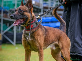 Belgian Shepherd Dog dogs - Advert 4