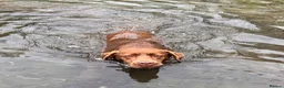 Labrador Retriever dogs for sale: Stunning KC Registered Labrador Puppies FTC Lines - Advert 7