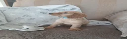 Cocker Spaniel dogs for sale: Working cocker spaniels  - Advert 4