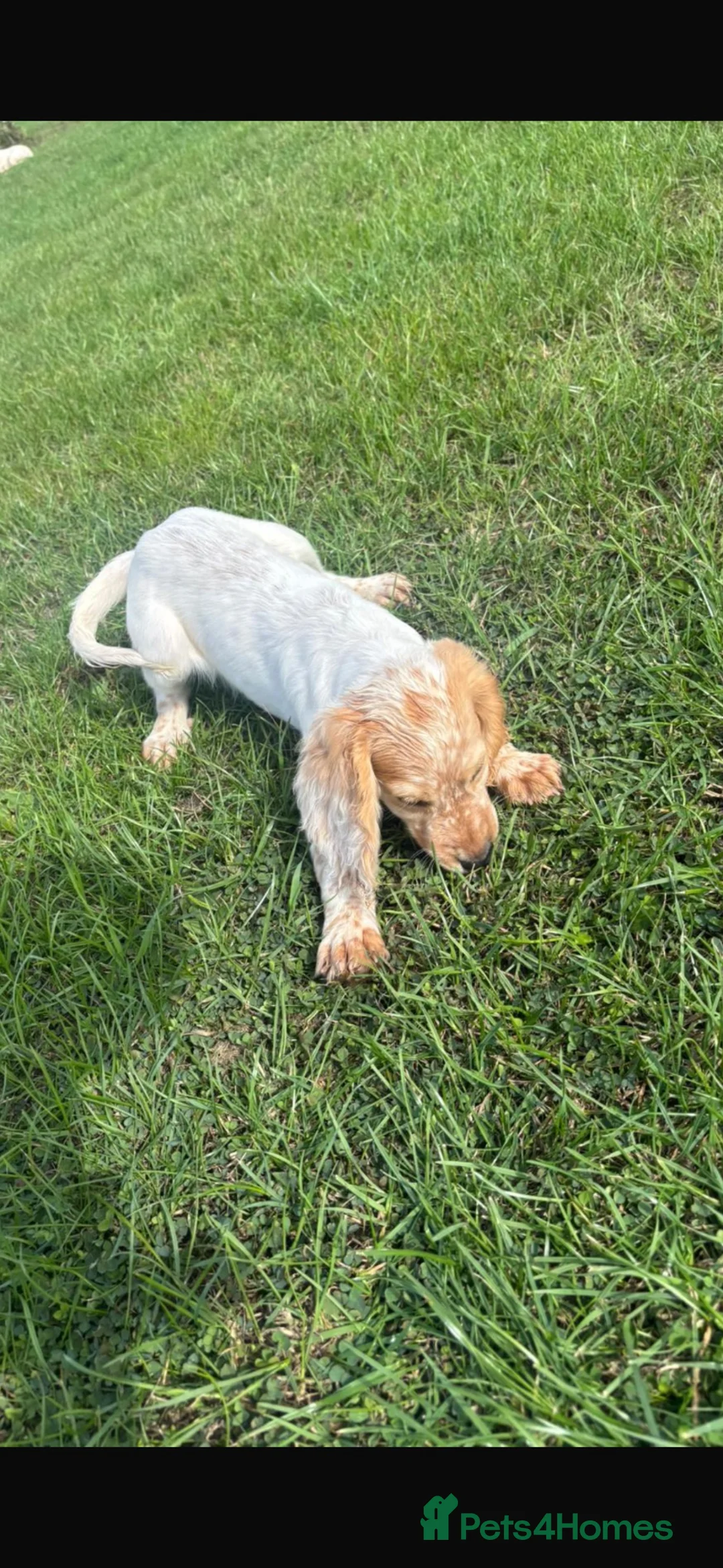 Cocker Spaniel dogs for sale: ❗️last boy ❗️cockers looking for new homes  - Advert 2