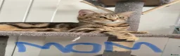Mixed Breed cats for sale: 3 Boy Kittens British Mixed - Advert 20