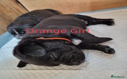 Mixed Breed dogs for sale: Beautiful Chunky Chow-Pei Puppies - Image 19