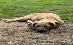 Mixed Breed dogs for adoption: MABEL- 4 months/playful/ loves dogs and kids  - Image 7