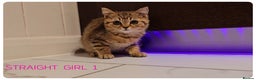 Scottish Fold cats for sale: Scottish Fold Kittens  - Advert 9