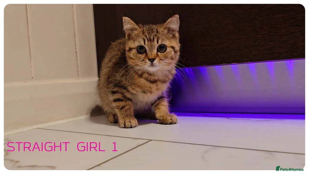 Scottish Fold cats for sale: Scottish Fold Kittens  - Advert 9