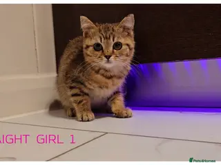 Scottish Fold cats Scottish Fold Kittens - Advert 15