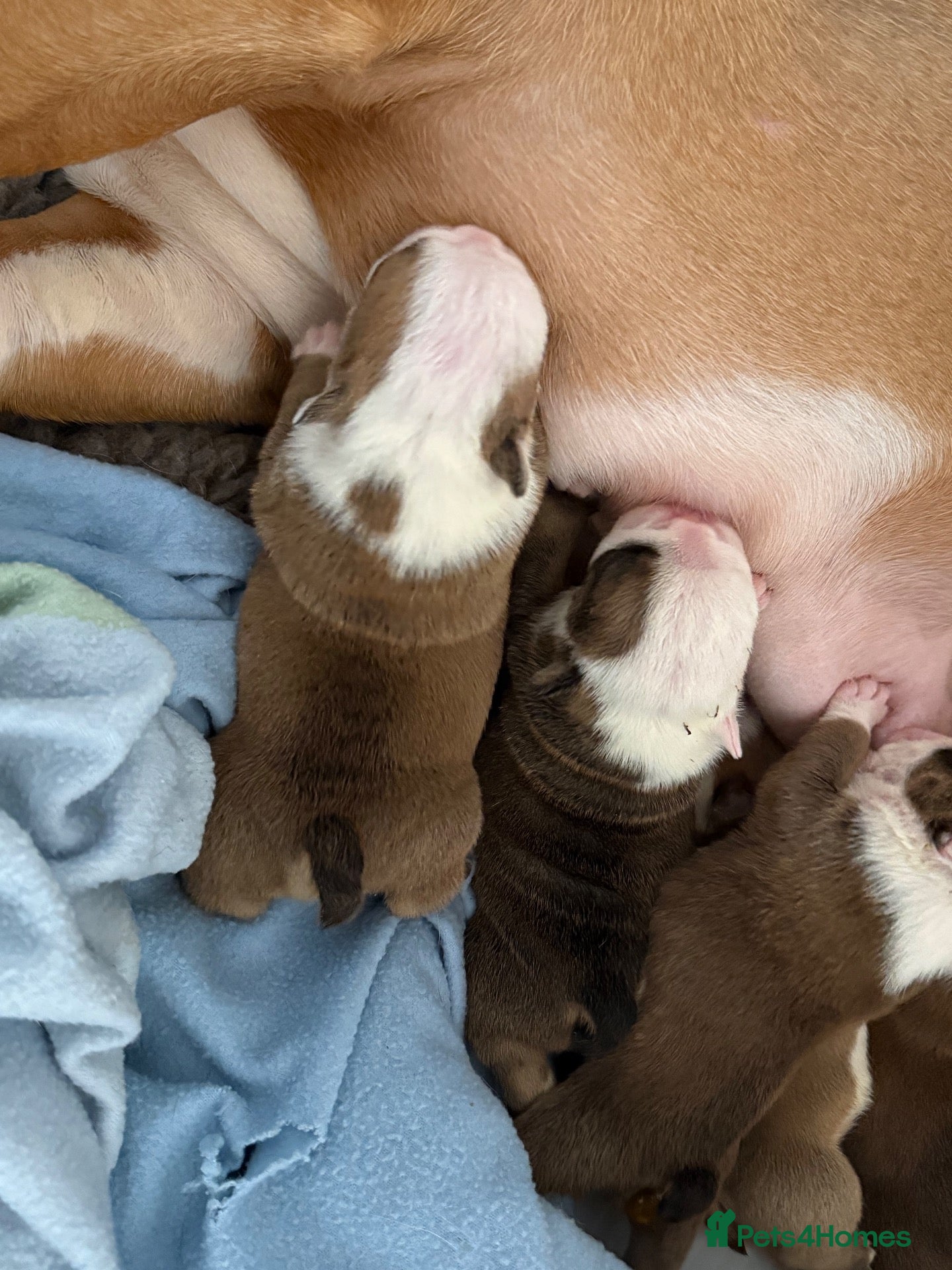 English Bulldog dogs for sale: Ch Sired Bulldog Puppies  - Advert 2