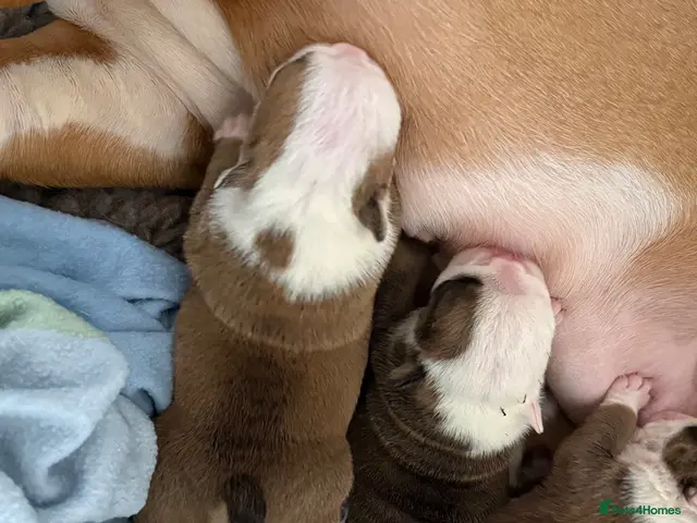 English Bulldog dogs for sale: Ch Sired Bulldog Puppies - Advert 2