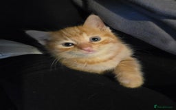 Mixed Breed cats for sale: Kittens for sale litter of 4, 2 left  - Image 5