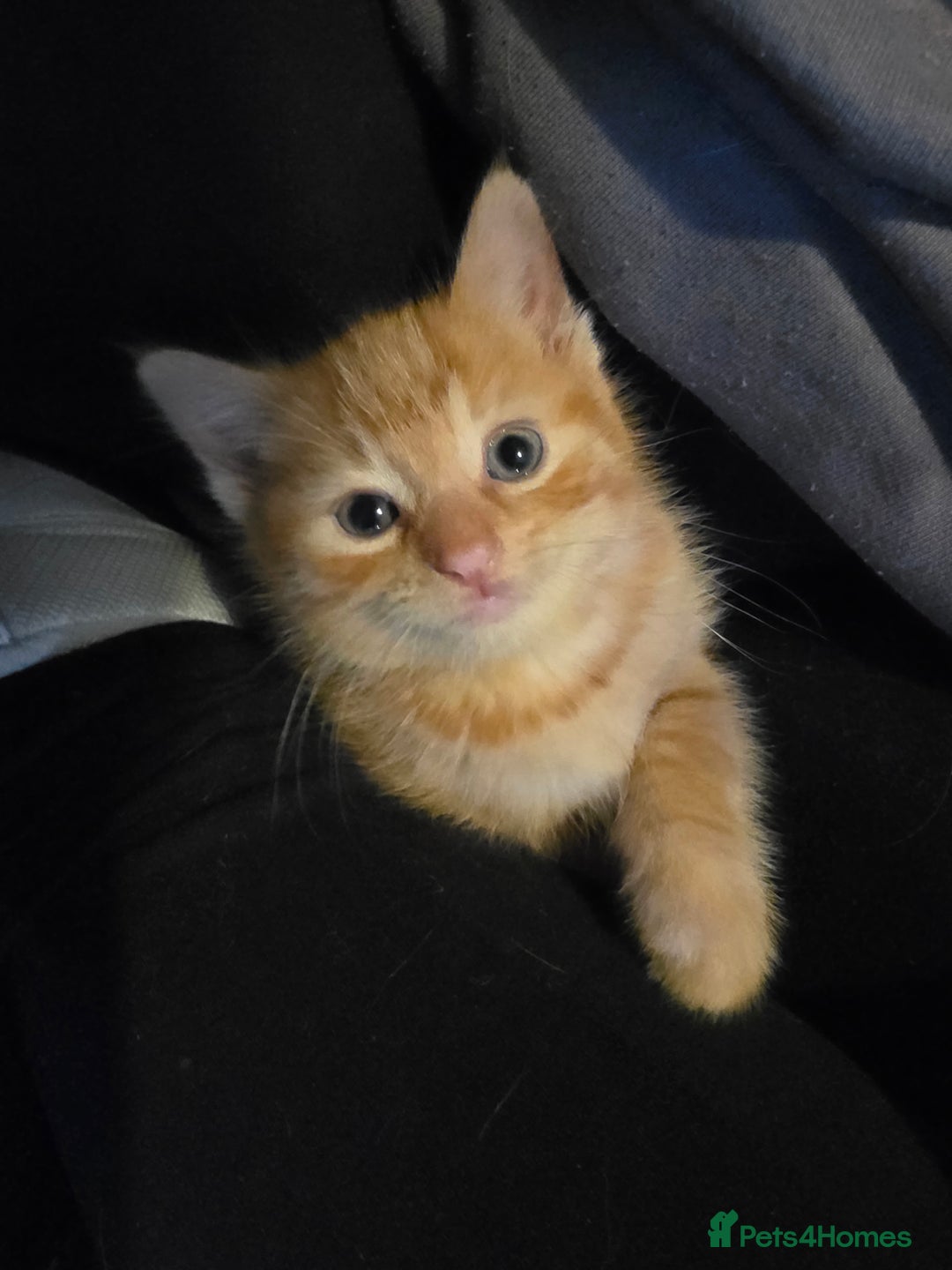 Mixed Breed cats for sale: Kittens for sale litter of 4, 2 left  - Image 5